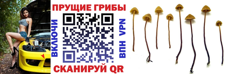 Псилоцибиновые грибы мухоморы  наркота  Отрадный 